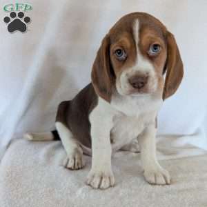 Dusty, Beagle Puppy