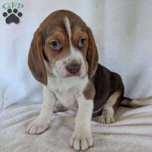 Dusty, Beagle Puppy