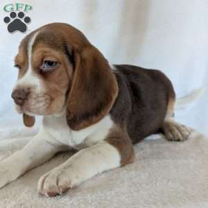 Dusty, Beagle Puppy