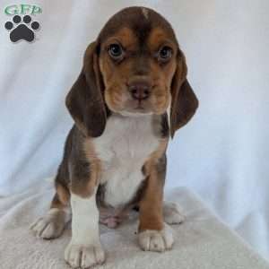 Copper, Beagle Puppy