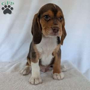 Copper, Beagle Puppy