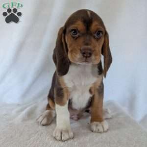 Copper, Beagle Puppy