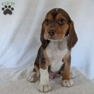 Copper, Beagle Puppy
