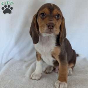 Copper, Beagle Puppy