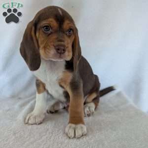 Copper, Beagle Puppy