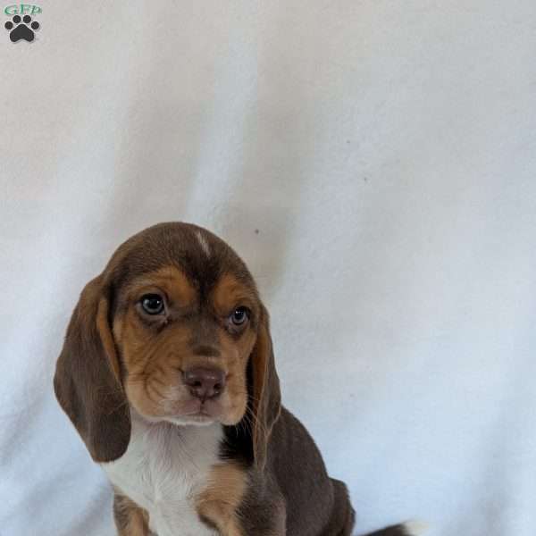 Copper, Beagle Puppy