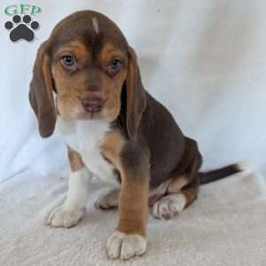 Copper, Beagle Puppy