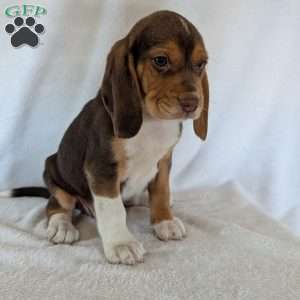 Copper, Beagle Puppy