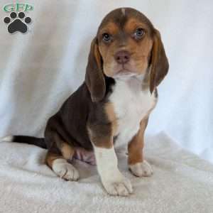 Copper, Beagle Puppy