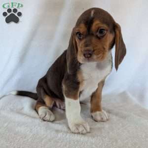 Copper, Beagle Puppy