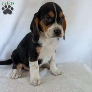 Ross, Beagle Puppy