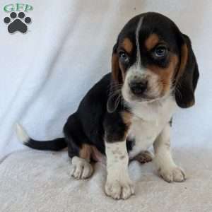 Ross, Beagle Puppy
