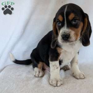Ross, Beagle Puppy