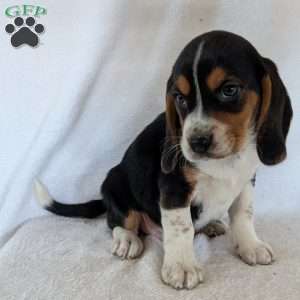 Ross, Beagle Puppy