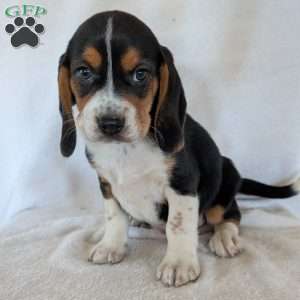 Ross, Beagle Puppy