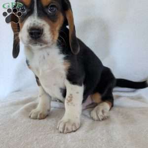 Ross, Beagle Puppy