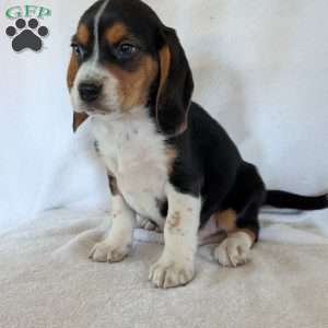 Ross, Beagle Puppy