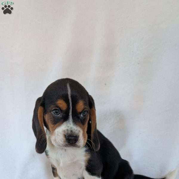Ross, Beagle Puppy