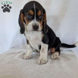Ross, Beagle Puppy