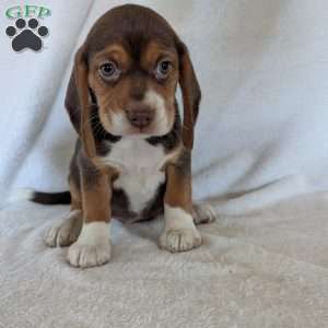 Penny, Beagle Puppy