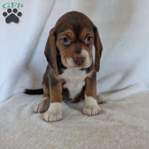 Penny, Beagle Puppy