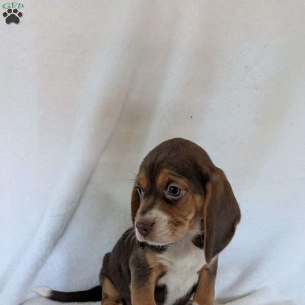 Penny, Beagle Puppy