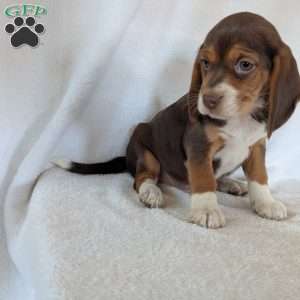 Penny, Beagle Puppy