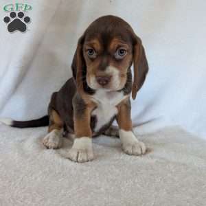 Penny, Beagle Puppy