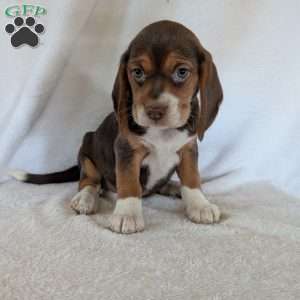 Penny, Beagle Puppy
