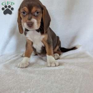 Penny, Beagle Puppy