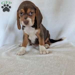 Penny, Beagle Puppy