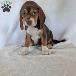Penny, Beagle Puppy