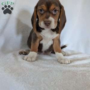 Penny, Beagle Puppy