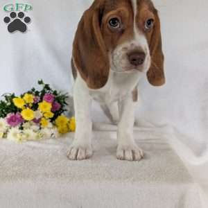 Dusty, Beagle Puppy