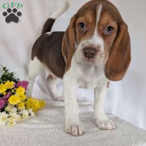 Dusty, Beagle Puppy