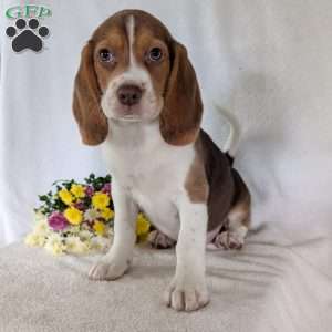Dusty, Beagle Puppy