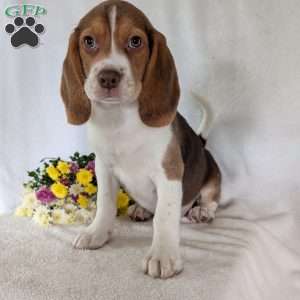 Dusty, Beagle Puppy