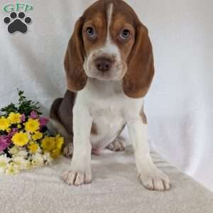 Dusty, Beagle Puppy