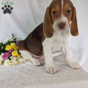 Dusty, Beagle Puppy