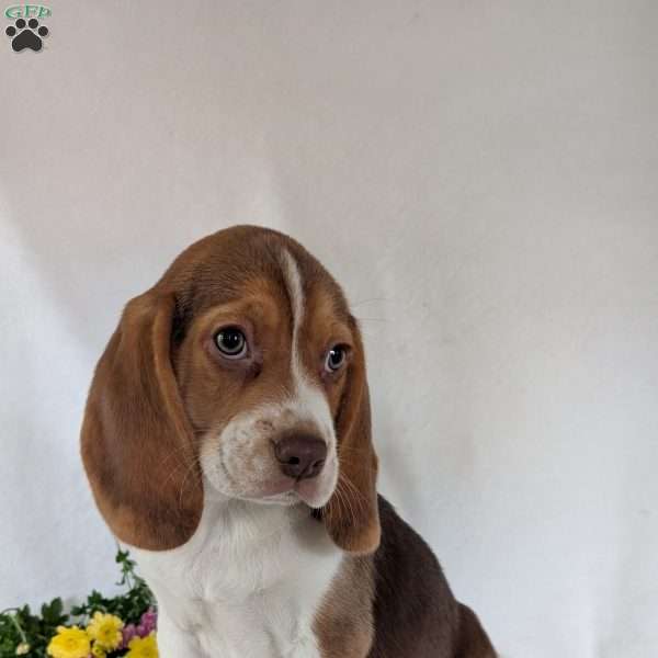 Dusty, Beagle Puppy