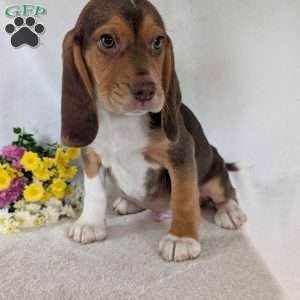 Copper, Beagle Puppy