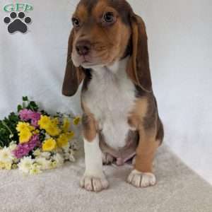Copper, Beagle Puppy