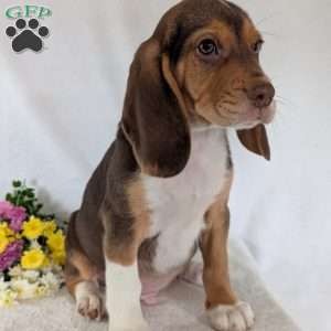 Copper, Beagle Puppy
