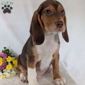 Copper, Beagle Puppy