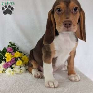 Copper, Beagle Puppy
