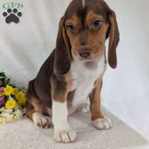 Copper, Beagle Puppy