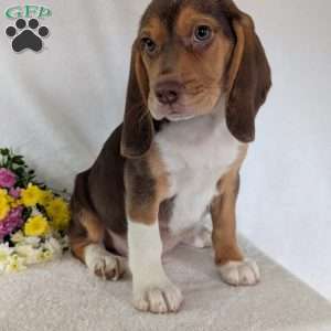 Copper, Beagle Puppy