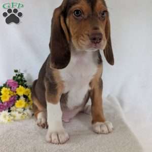Copper, Beagle Puppy