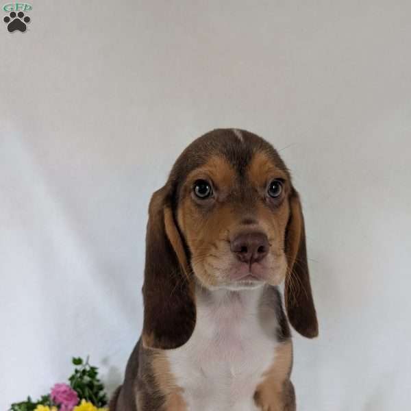 Copper, Beagle Puppy