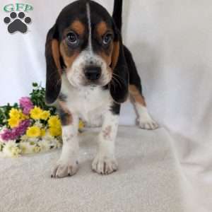 Ross, Beagle Puppy